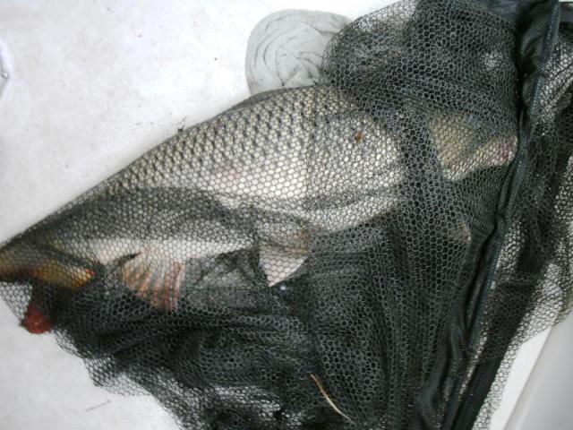 delta rosu 2012 - 267325.jpg